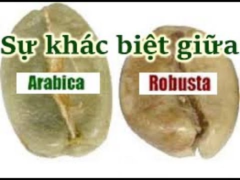 Sự khác biệt giữa cafe arabica và robusta, tỉ lệ phối trộn phù hợp - Motherland Coffee