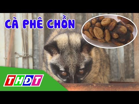 Tìm hiểu quy trình sản xuất cà phê chồn | THDT